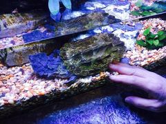 -上海海洋水族馆