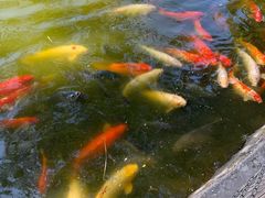 -深圳野生动物园