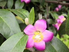 -墨尔本皇家植物园