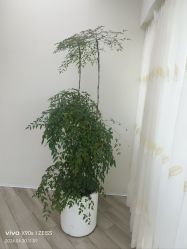 -HEYAN荷妍专业脱毛连锁机构