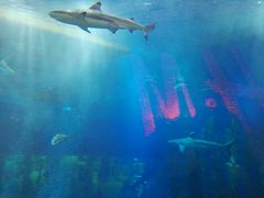 -迪拜水族馆及水下动物园