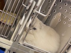 -瑞派康怡24h宠物医院·犬猫医疗中心·微创绝育(瑞景分院)