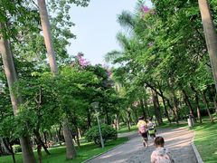 -金花茶公园