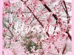 -桃花堤公园