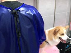 -宠福鑫康馨动物医院·骨科·眼科