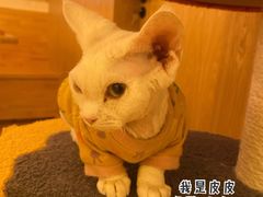 -猫腻·猫咖·撸猫馆(星光大道店)