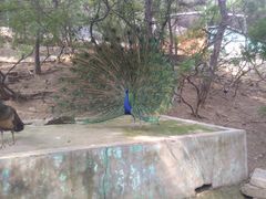 -燕塞湖鸟语林景区