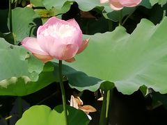 -荷塘月色湿地公园·向阳花洲