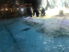 -帝企鹅自助餐厅•儿童岛•真企鹅(长隆企鹅酒店)