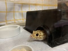 -酷以爬仙阁实体爬宠店·守宫·蜥蜴·专业繁育