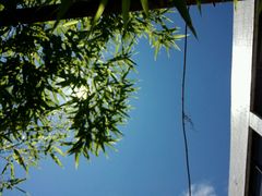 android_upload_pic-下关花鸟市场