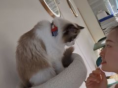 -喵喵咪呀布偶猫咖(春熙路店)