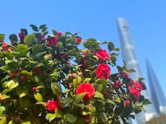 -黄浦江游览(十六铺码头)