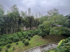 -大唐贡茶院
