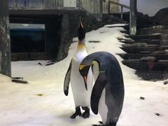 -悉尼海洋生物水族馆