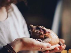 -酷以爬仙阁实体爬宠店·守宫·蜥蜴·专业繁育