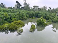 -东寨港红树林旅游区