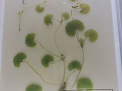 -广东中医药博物馆