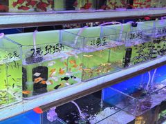 -哈尔滨道外花鸟鱼市场
