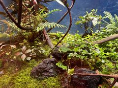 -上海大自然野生昆虫馆(东方明珠·爬宠昆虫探索中心)