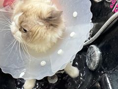 -北京观赏动物医院·24小时大型综合·猫专科·异宠专科