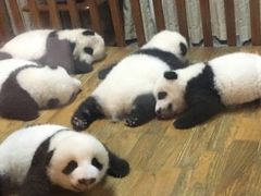 -成都大熊猫繁育研究基地