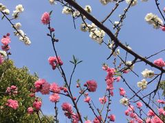 -南汇桃花村