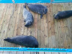 -秦皇岛乐岛海洋王国