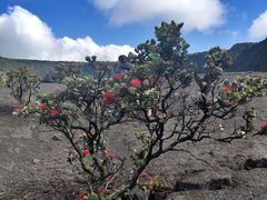 -夏威夷火山国家公园