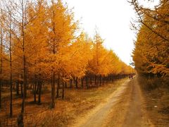 -塞罕坝国家级自然保护区