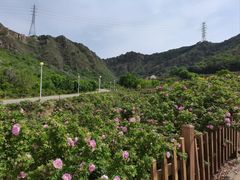 -密云玫瑰情园