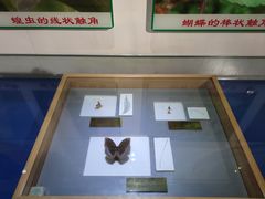 -上海昆虫博物馆