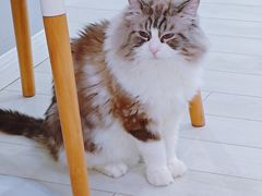 -喵的天空名猫咖啡馆·撸猫·猫舍·用品