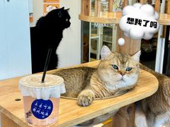 -有喵·猫咖·狗咖·30几只猫10只小狗(岗厦店)