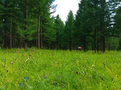 景点-塞罕坝国家级自然保护区