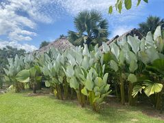 -中国科学院西双版纳热带植物园