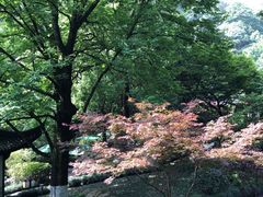 -十八棵（老龙井）御茶园(老龙井店)