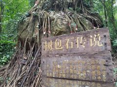 -莫里热带雨林景区