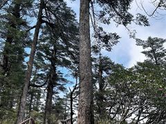 -瓦屋山景区