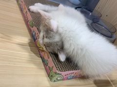 -屋虎猫馆(宝安大仟里店)
