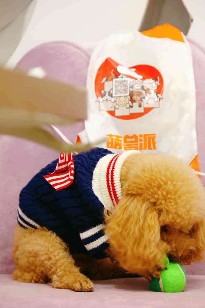 萌兽派一站式宠物酒店-"【项目】洗澡 | 游泳 | 乐园带着儿.