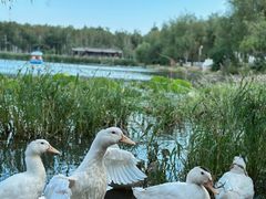 -长春市南湖公园