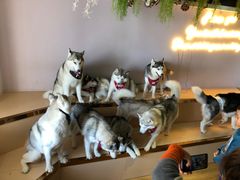 -Husky Go! 哈士奇体验馆·宠物咖啡厅狗咖