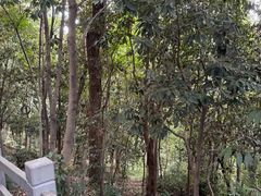 -上海佘山国家森林公园西佘山园