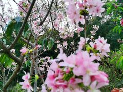 -广州市白云山风景名胜区