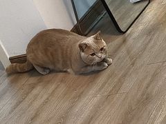 -宠颐生宠物医院·心肾内科·猫专科诊疗中心宠巢店