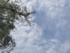 -Yes Lemon就是柠·手打柠檬茶(苏州中心一店)