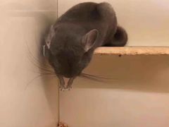 -龙猫仔乐园(惠福东路店)