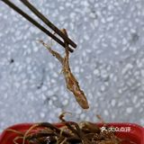 开启绝妙新年，卤味小零食平价又美味