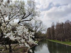 -上海共青森林公园